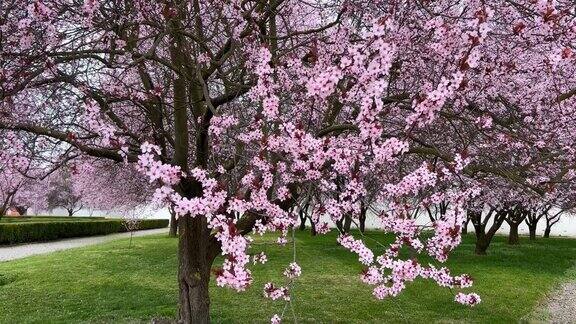 樱花是春天的象征美丽的樱花