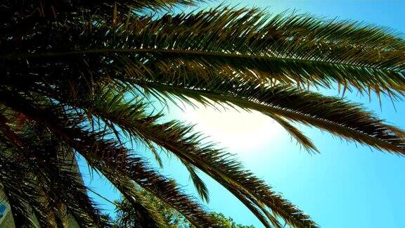 高清:阳光透过棕榈叶