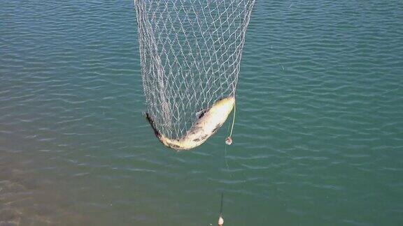 鲤鱼锦鲤渔夫捕获在一个清澈的湖泊鱼竿