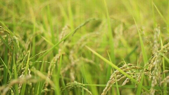泰国北部的稻田