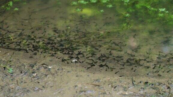 一群普通的青蛙蝌蚪在欧洲的一个小池塘里游泳俯视图没有人