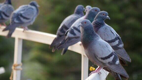 一群鸽子坐在栏杆上