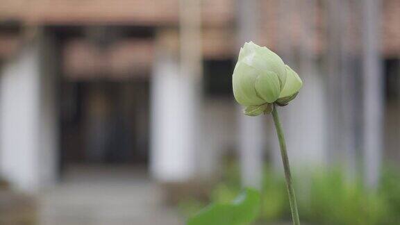 美丽的白莲花还没有盛开背景模糊