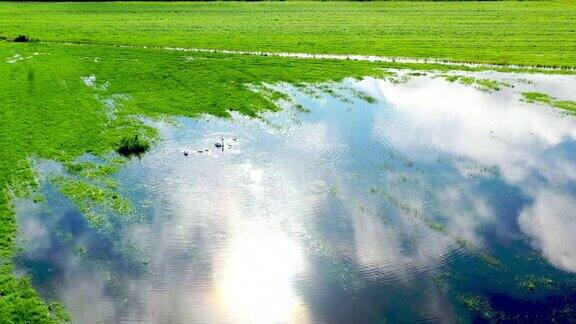 荷兰湿地的航拍镜头