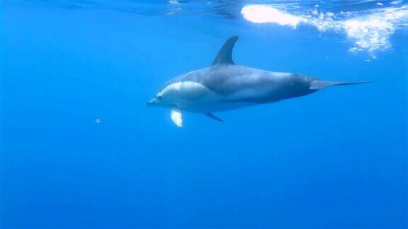 常见的海豚游泳在深蓝色的大西洋-亚速尔