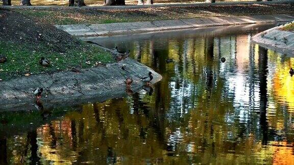许多鸭子在秋天的池塘里游泳