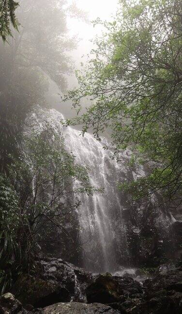 美丽的瀑布隐藏在僻静的澳大利亚雨林-垂直视频