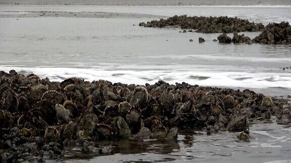 贝壳银行与太平洋牡蛎在国家公园瓦登海Magallanagigas退潮贻贝床北海