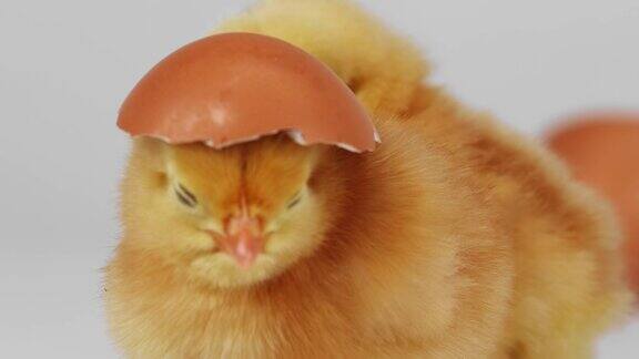 小鸡站着头上顶着一个蛋壳