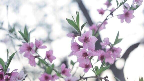 美丽的桃树花在花园里特写春天的季节