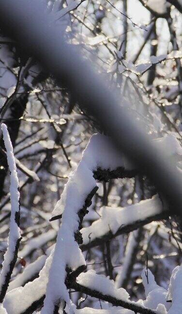 垂直视频美丽的雪林在明亮的阳光明媚的冬日树枝上的冰缓慢的运动替身拍摄