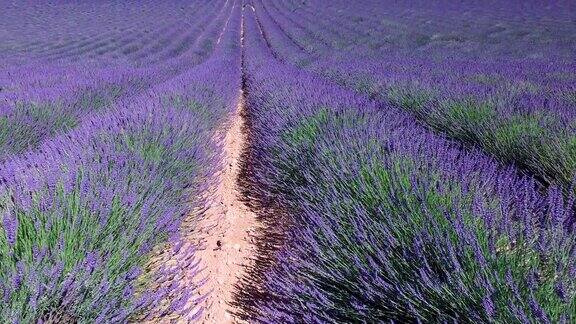 法国南部的薰衣草