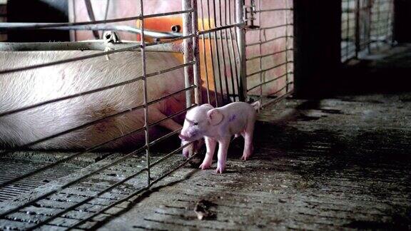 4K慢镜头近距离的婴儿猪与脐带行走在工厂养猪场家畜和家畜概念