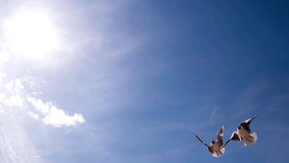 一群海鸥在晴朗的天空
