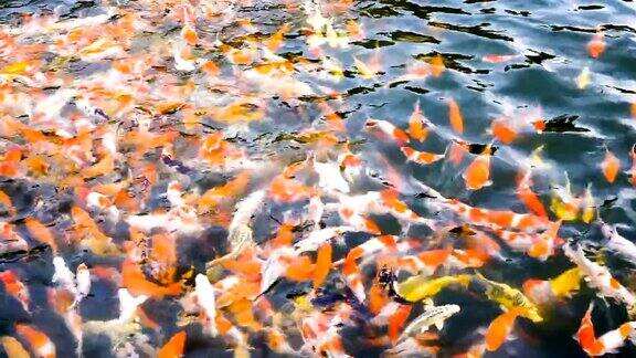 锦鲤花式鲤鱼在水族馆游泳俯视图