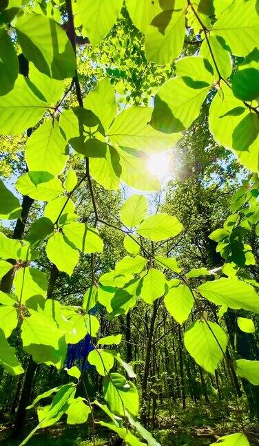 垂直视频阳光照射通过新鲜的绿叶森林林间空地