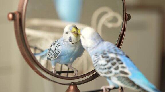 蓝色雄性鹦鹉在镜子里看自己-长尾鹦鹉虎皮鹦鹉
