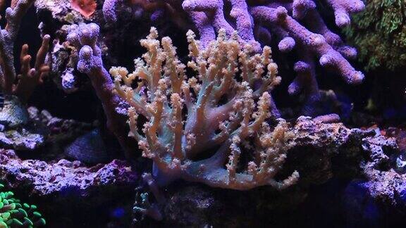 肯尼亚树软珊瑚在珊瑚礁水族馆的视频