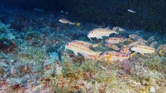 在地中海潜水-鲻鱼在一个暗礁