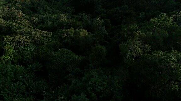 泰国热带丛林无人机飞行野生自然树和棕榈树
