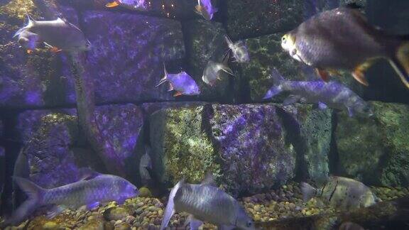 一群鱼在水族馆的海水里游泳海洋生物的多样性