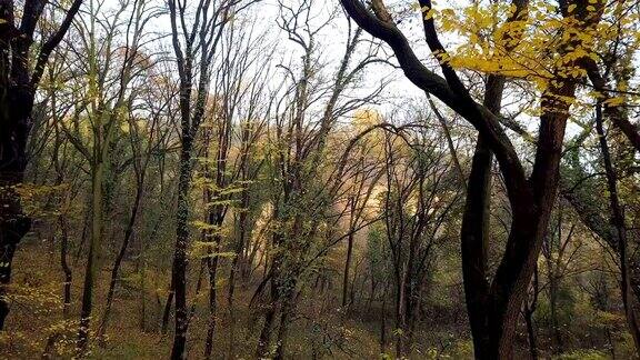 鸟瞰图美丽的秋天森林