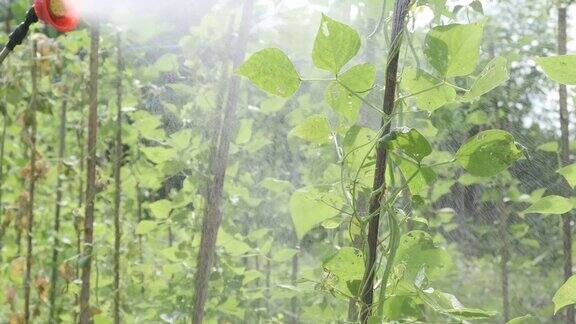 喷雾器尖喷嘴正在向农民的植物喷洒农药液体