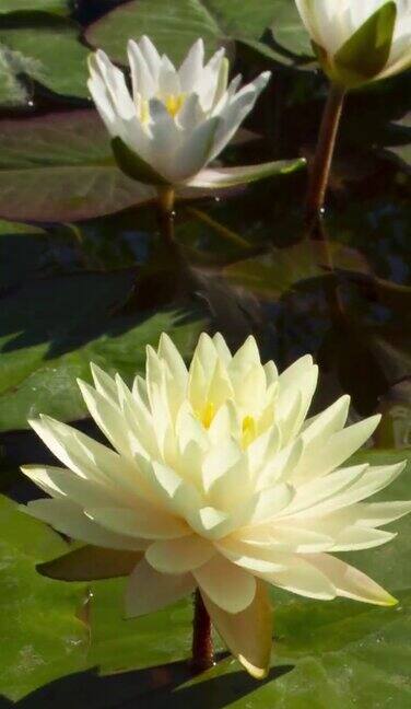 时光流逝白色的睡莲花开了睡莲在池塘里盛开