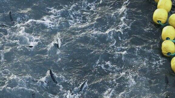 捕鱼业:在北海的一艘船上捕获大量鲭鱼