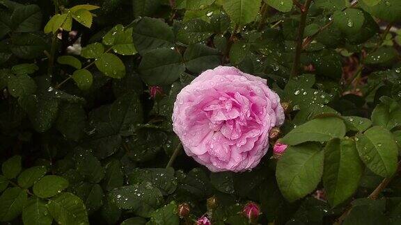 美丽温柔的玫瑰在雨滴中绽放