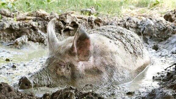 一头睡在泥水里的猪