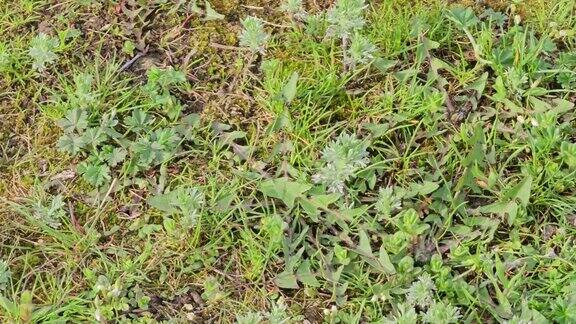 新鲜生长的苦艾(Seriphidiumfragrans)特写野外的蒿属植物青蒿素药用植物天然的绿色草叶纹理壁纸背景