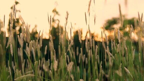 草地在日落