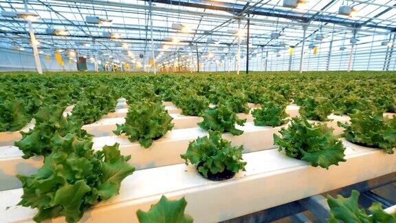 温室里小莴苣丛的慢镜头现代农业:在自动温室中种植黄瓜工业蔬菜生产:现代滴灌生态生产