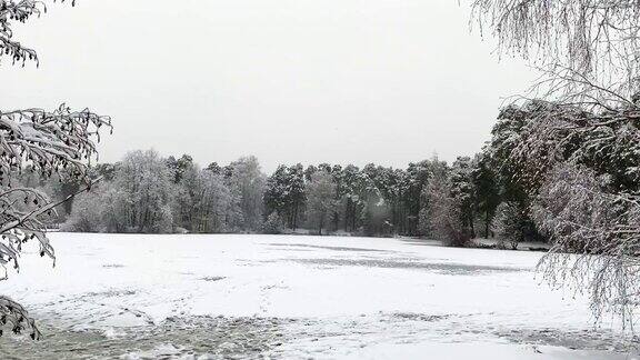 冬湖景观雪树树枝
