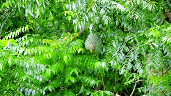 森林中雄性织布鸟将树枝和草衔入口中用来筑巢、筑巢或产卵