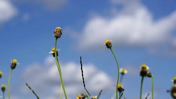 花的草在大自然的蓝天