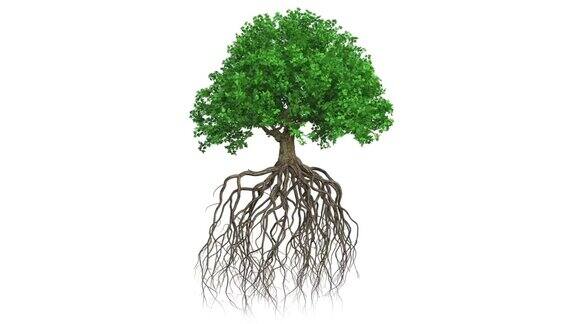 动画围绕着一棵有根的彩色生长的树