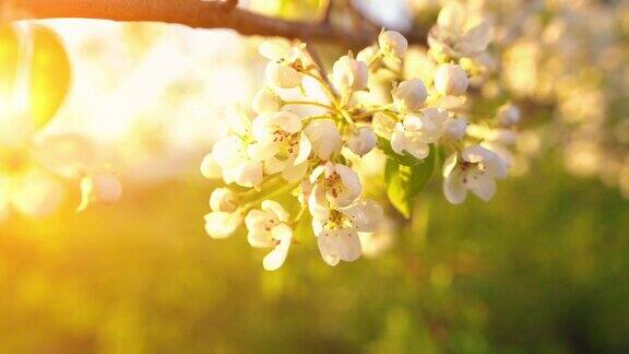 夕阳下一棵盛开的苹果树在微风中摇曳近距离的美丽的白花照亮了傍晚的太阳缓慢的运动