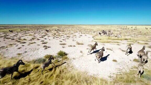 直升机斑马在大草原上奔跑