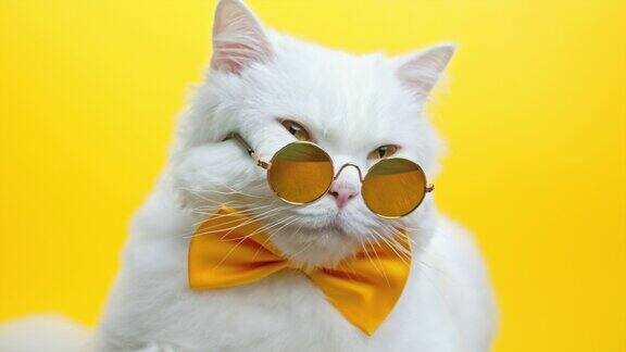 白色毛茸茸的猫的肖像在时尚太阳镜和领结戴着眼镜的豪华家猫在黄色的墙壁背景上摆姿势工作室的片段