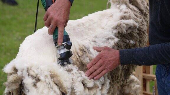 在农场剪羊毛柔软的羊毛是由剪羊毛的专用设备来剪的农夫正在室外剪羊毛