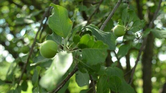树荫下的树上未成熟的青苹果在风中摇摆特写镜头