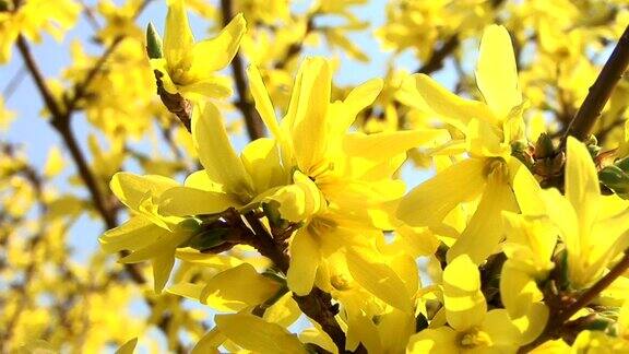 高清:黄色的花朵