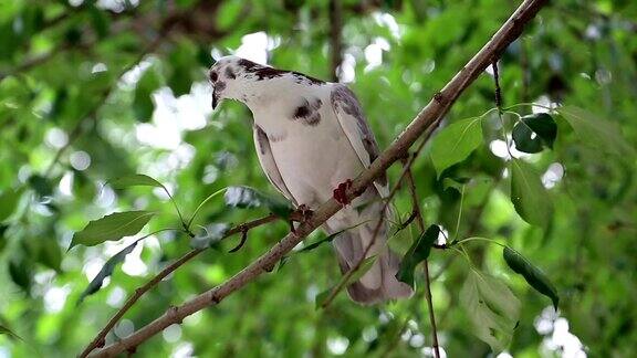 一只白鸽坐在树枝上