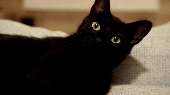 漂亮的黑猫看着相机