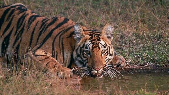 在印度中部一只大老虎正在饮水