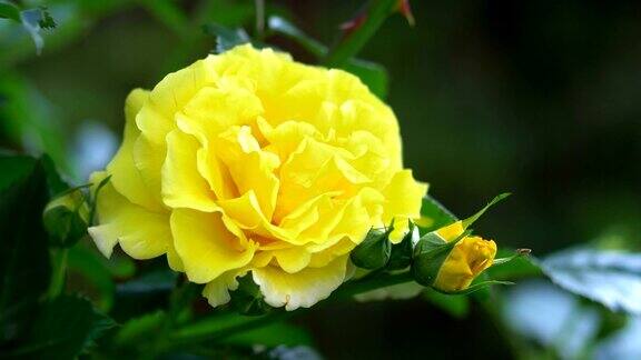 花园里的黄玫瑰4k慢镜头60fps
