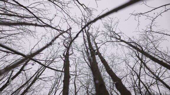 冬天森林里光秃秃的树
