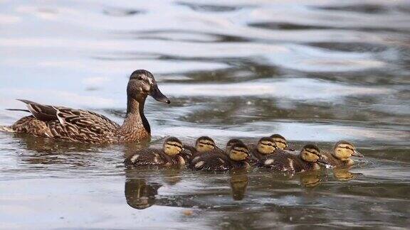 鸭妈妈和小鸭子在河上游泳